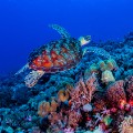 South China Sea Spratlys underwater 3