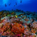 South China Sea Spratlys underwater 5