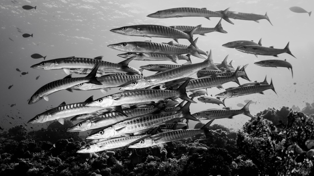 A school of barracuda on a Spratly Island atoll. 