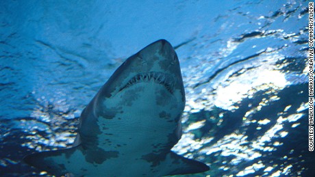 In case a shark attacks, here's how you can fight back