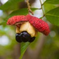 02 fruits poison litchee ackee nerve disease 