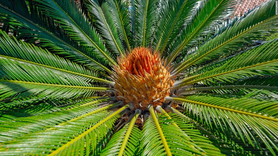 Two toxins in cycad plants such as the sago palm must be removed before any part of the plant can be safely eaten.