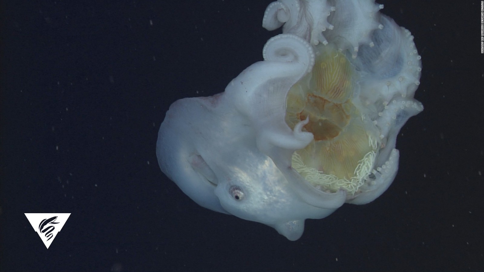 Rare footage of a seven-arm octopus eating - CNN Video