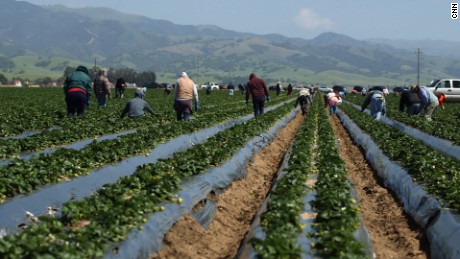 Farmers, workers fearful of Trump immigration 