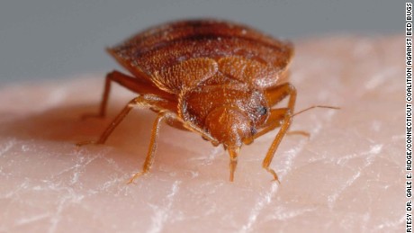 Bedbugs hung out with dinosaurs but didn&#39;t bite them, study finds