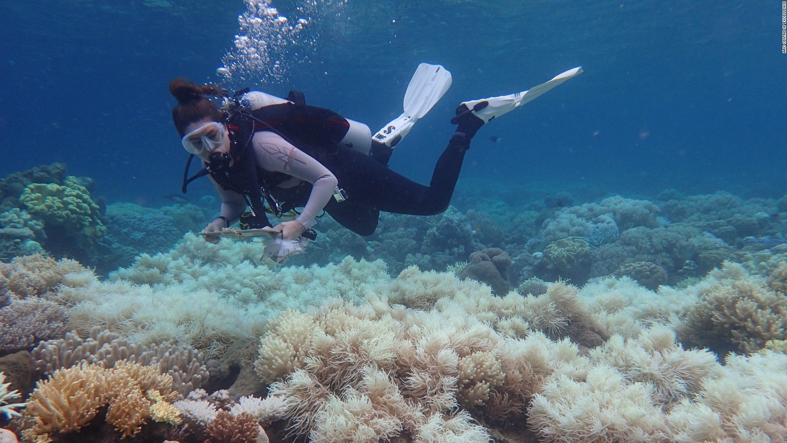 Scientists 'shocked' After Second Coral Bleaching At Great Barrier Reef ...