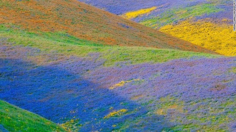 The Temblor Range in California&#39;s Carrizo Plain National Monument is covered with wildflowers