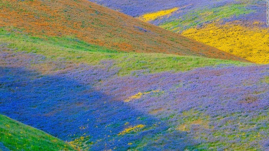 Carrizo plain wildflowers 2016 information