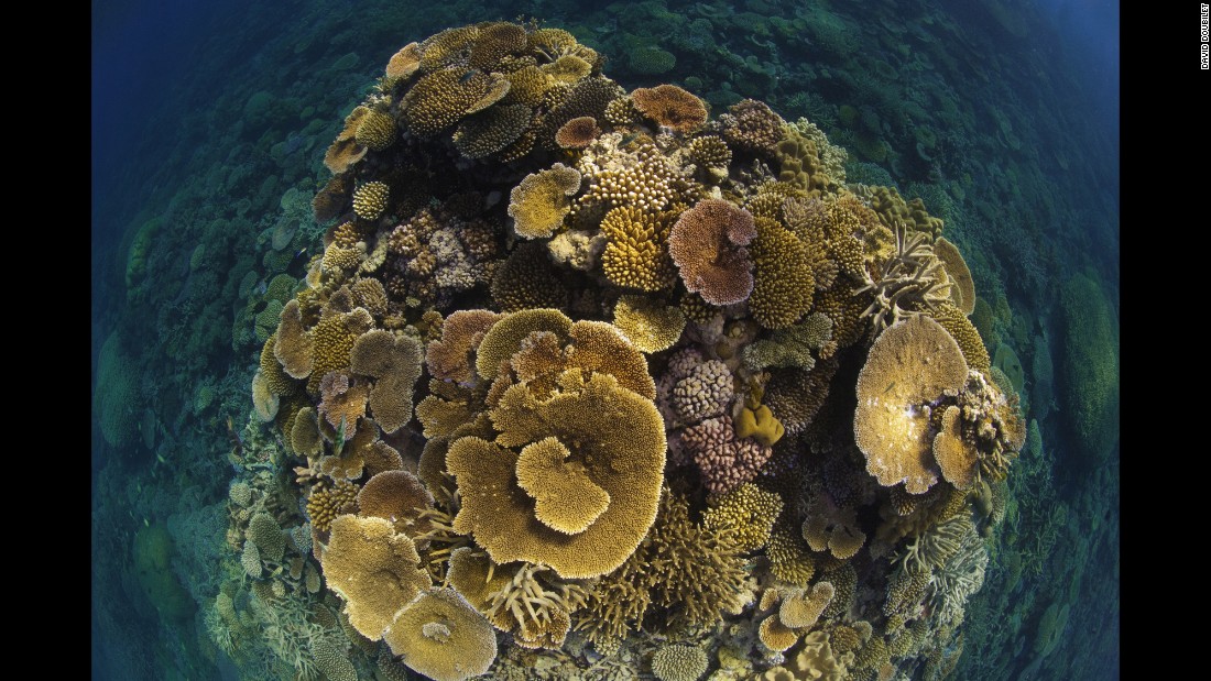 Layers of table corals bloom like a bouquet on the Great Barrier Reef off Port Douglas, Queensland in 2009