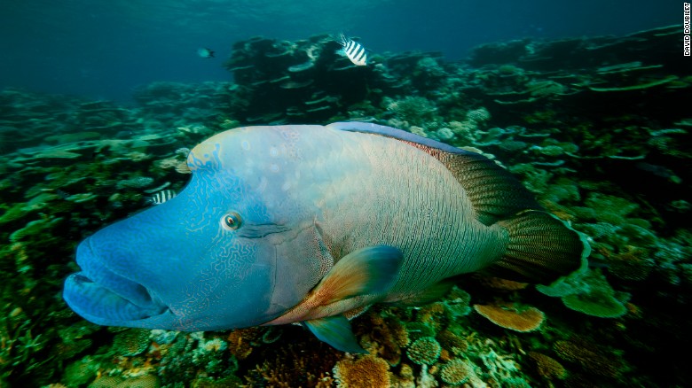 A Maori, or humphead, wrasse  watches us with curiosity as we explore his home reef on the central Great Barrier Reef. 