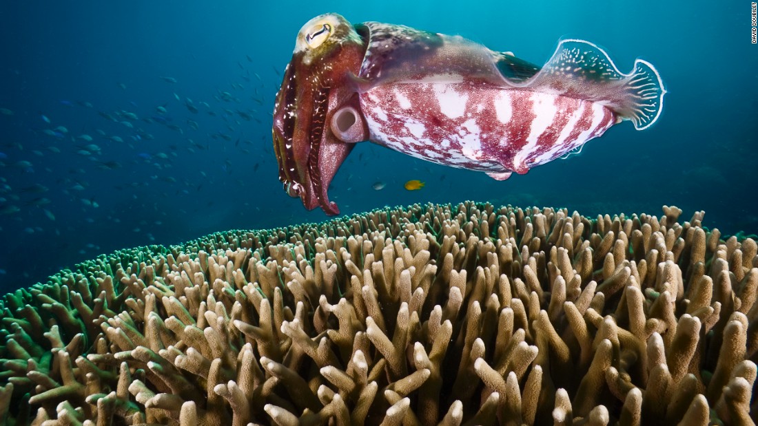 A cuttlefish looks stops and hovers over coral, looking for a place to hide her eggs in Challenger Bay on the Great Barrier Reef. 