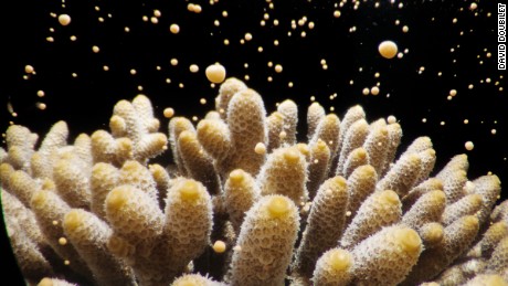 Acropora millepora release egg and sperm bundles that rise to the surface, creating a sea that resembles a starry night in the waters off Heron Island.