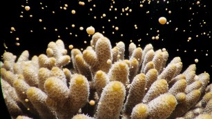 Acropora millepora release egg and sperm bundles that rise to the surface, creating a sea that resembles a starry night in the waters off Heron Island.