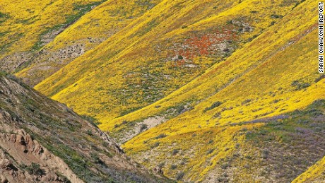 Much-needed rain in California brought a beautiful &quot;super bloom&quot; on Carrizo Plain National Monument in March.