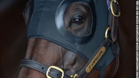 Winx: The 'Usain Bolt' of horse racing prepares to defend unbeaten streak 