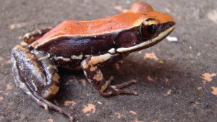 Researchers use frog mucus to fight the flu