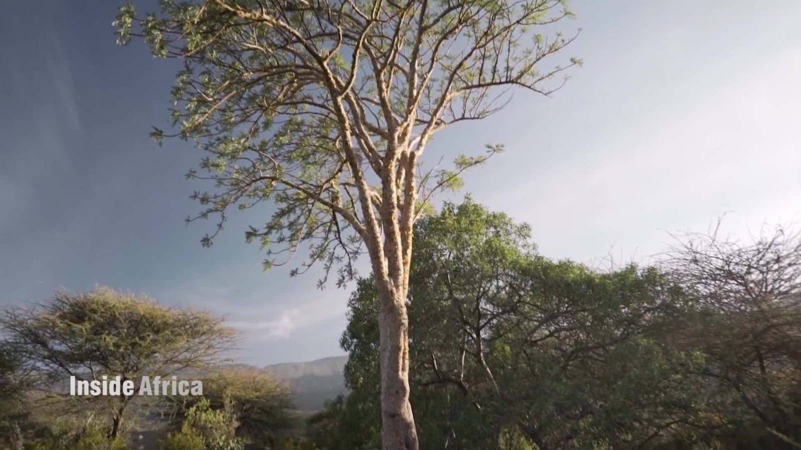 Where does frankincense come from cnn video