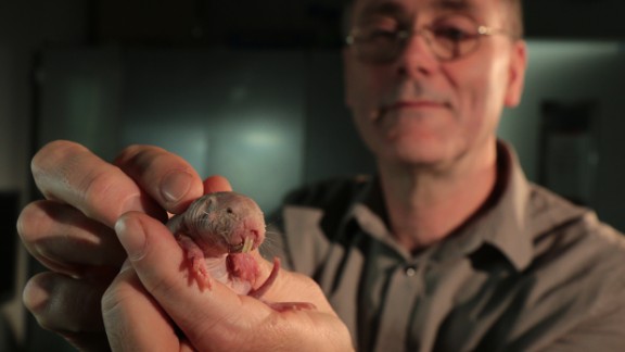 Naked Mole Rats The Mammal That Can Survive Without Oxygen Cnn