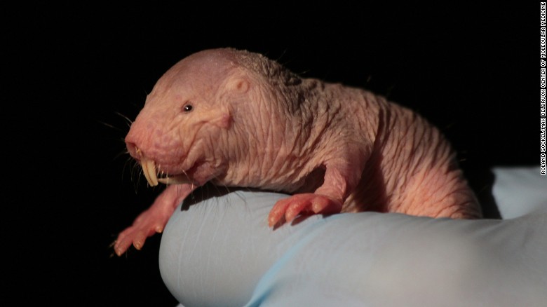 Naked Mole Rats The Mammal That Can Survive Without Oxygen Cnn