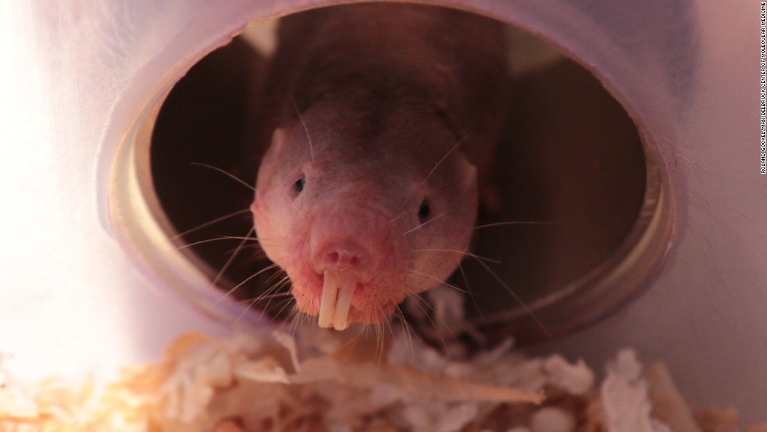 Naked Mole rats The Mammal That Can Survive Without Oxygen CNN