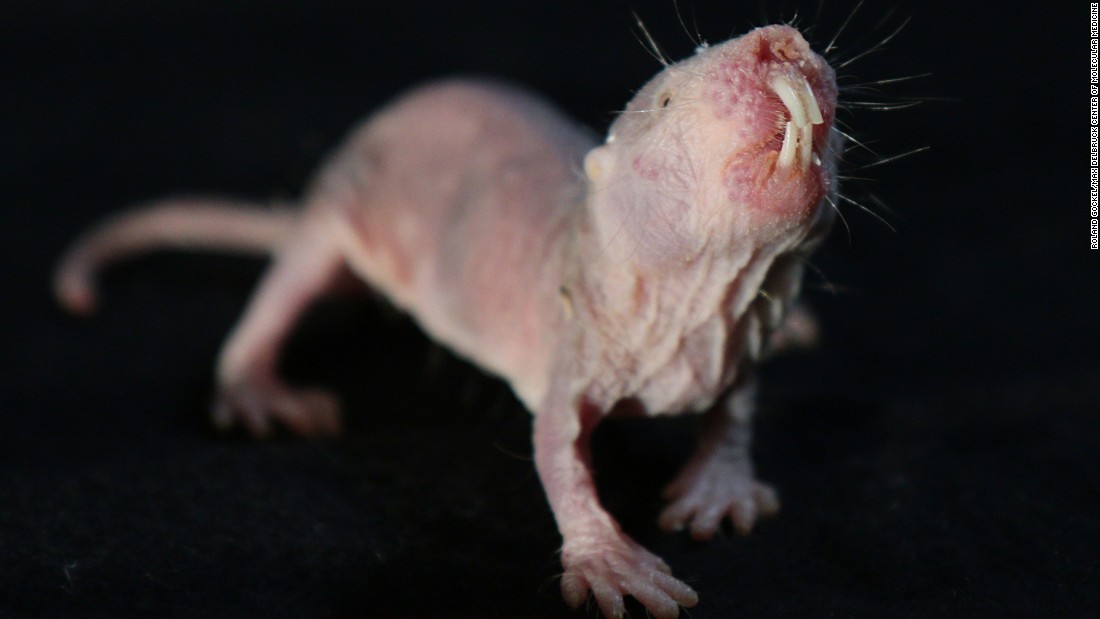 Naked mole-rats: The mammal that can survive without oxygen - CNN