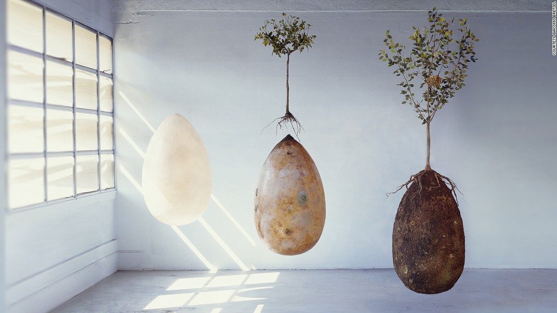 Biodegradable Burial Pod Turns Your Body Into A Tree Cnn 