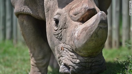 Rhino joins Tinder to find a mate