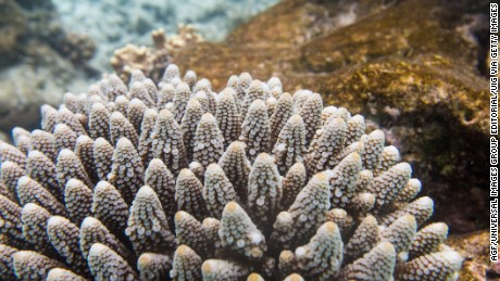 Evidence of bleaching seen on a coral in the Ari Atoll, Maldives.
