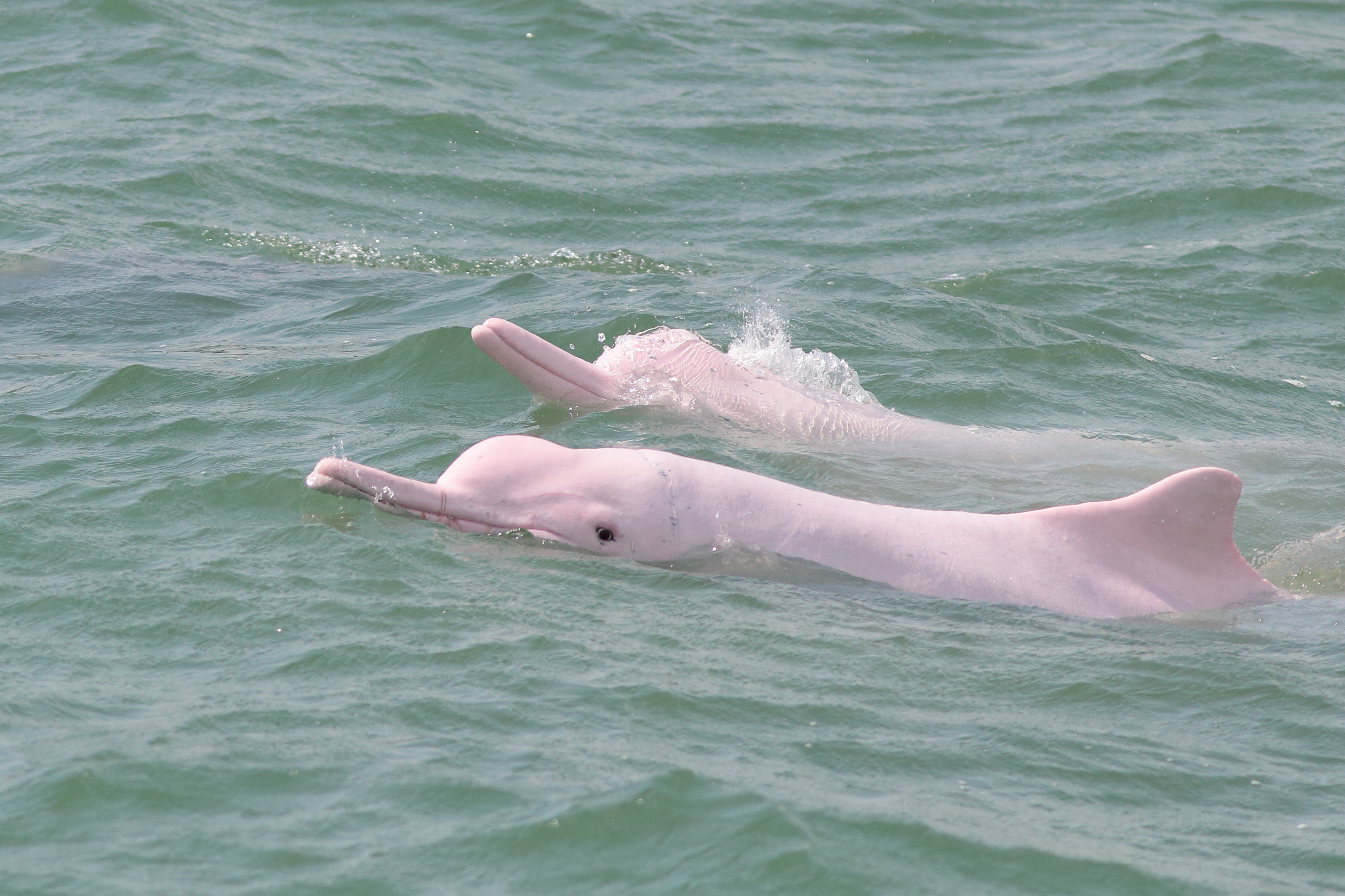 Беле дельфина видео