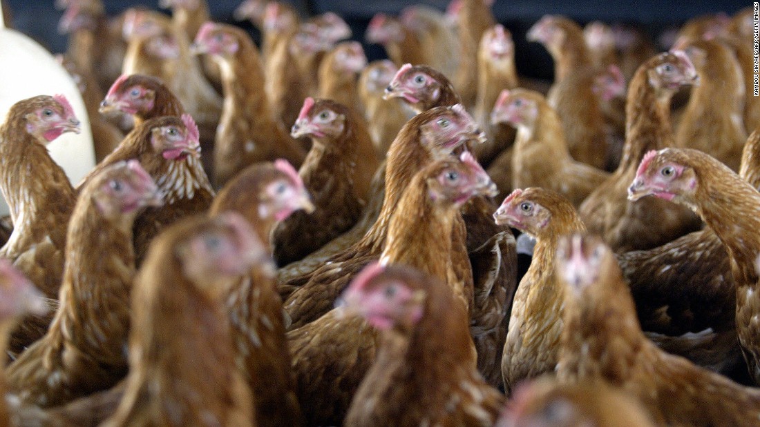 Chicken recall: Tip Top Poultry recalls its meat from stores over ...