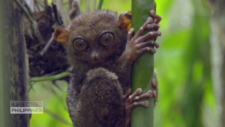 Philippine Tarsier Foundation_00004402.jpg