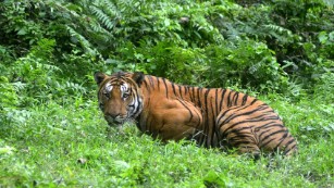 Bengal tigers could vanish from the Sundarbans, one of their final  strongholds