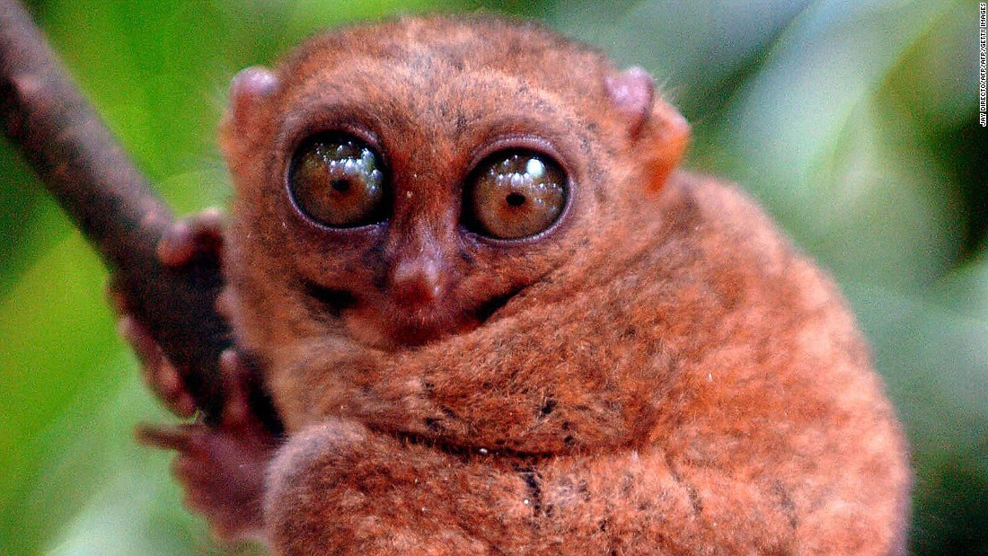 Philippine tarsier: World's second-smallest primate | CNN