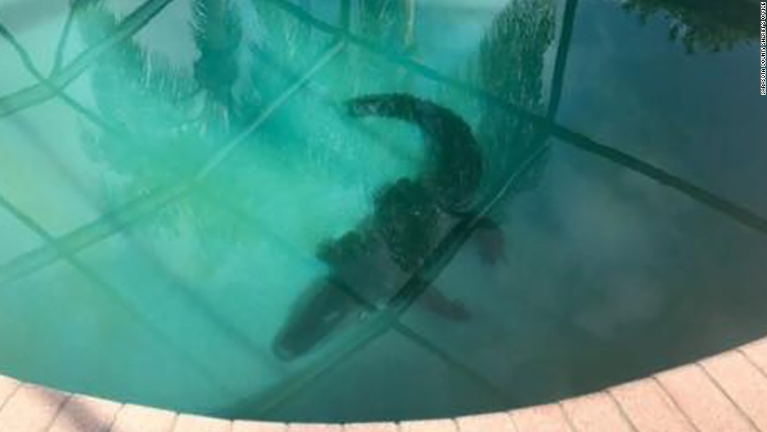 Gator flips out while being dragged from Florida swimming pool CNN