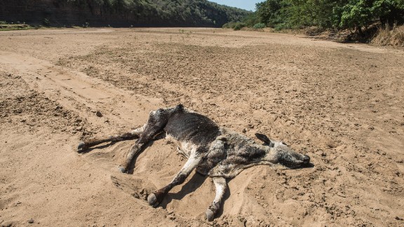 The carcass of a dead cow lies in the Black Umfolozi River, dry from the effects of a severe drought, in Nongoma district north west from Durban, in November 2015. South Africa ranks as the 30th driest country in the world and is considered a water-scarce region. A highly variable climate causes uneven distribution of rainfall, making droughts even more extreme.