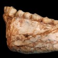 04 homo sapiens fossils