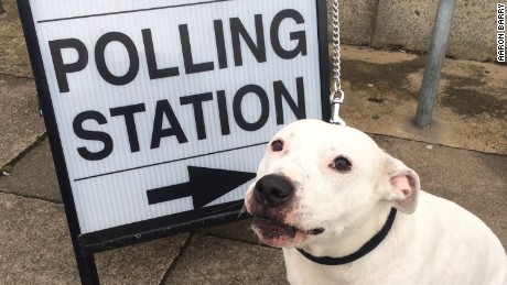 This Staffordshire Terrier is voting for more biscuits, longer walks and bigger parks.   