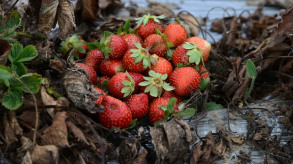 Strawberries lost due to a fungus that experts report is caused by climate change in La Tigra, Honduras, in September 2016. According to Germanwatch's Global Climate Risk Index, Honduras ranks among the countries most affected by climate change. 