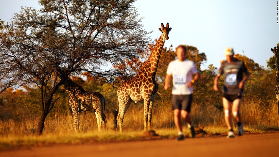 Among the races organized by Albatros is the Big Five Marathon. Founded in 2005, it takes place on the Entabeni Safari Conservancy in South Africa. The reserve is diverse, taking in mountains, plains, bush, wetlands -- and a few animals as well. 