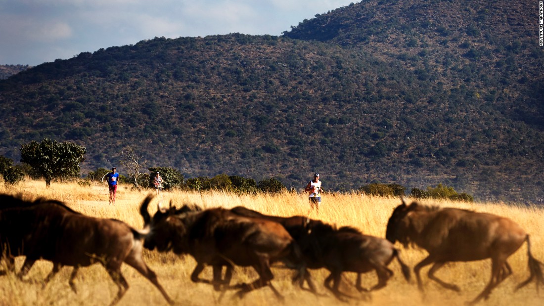 There&#39;s nothing separating runners from the wildlife, which includes the &quot;Big Five&quot; African game: elephants, rhinos, buffaloes (pictured), lions, and leopards.