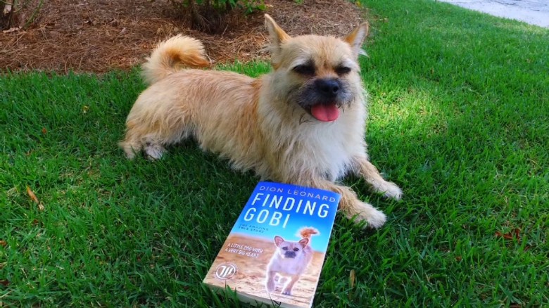 finding gobi a little dog with a very big heart