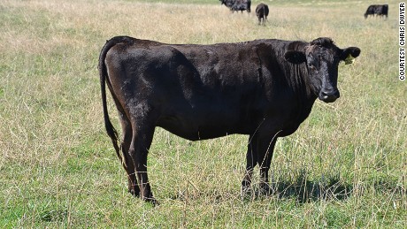 mount and blade sell cattle mount and blade sell cattle