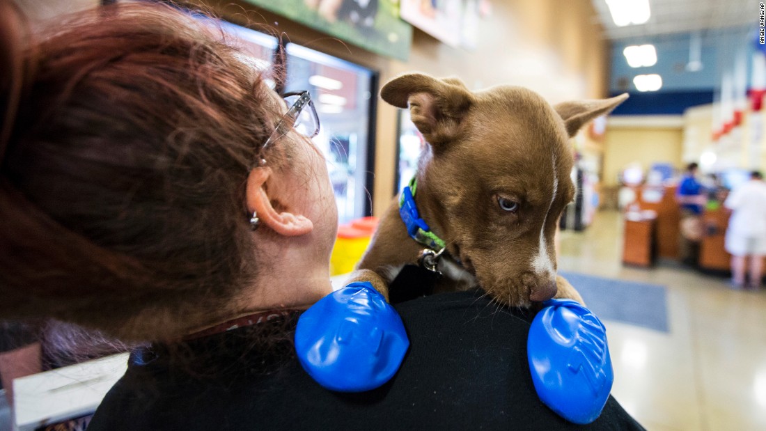 Morgan Reed, a promotions assistant for the Phoenix radio station KSLX, plays with a puppy wearing elastic booties at a PetSmart in Tempe, Arizona, on June 20. The radio station handed out the booties to protect dogs paws from the hot pavement.