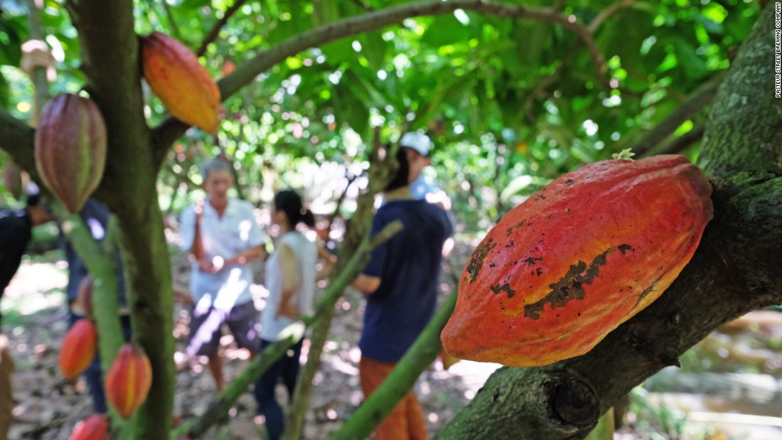 The brewers reach for everything from locally made Marou chocolate (cacao plants pictured) to Dalat coffee, passion fruit, cacao  and even divisive durian -- a spiky Asian fruit with a distinct smell.