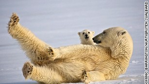 170621161908 wildlife encounters polar bear hurtigruten svalbard2 medium plus 169