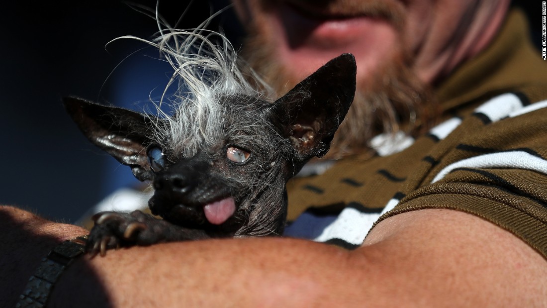 'Snoring, gassy' Martha wins World's Ugliest Dog CNN