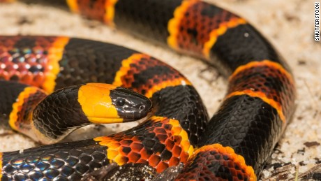 Snake bites are on the rise in US