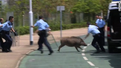 Police trying to capture a boar in Hong Kong's financial district in 2017.