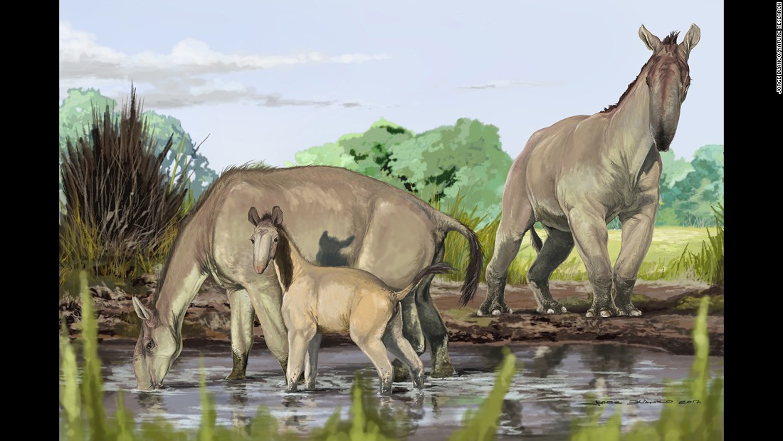 An artist&#39;s reconstruction shows Macrauchenia patachonica, which roamed South America thousands of years ago. Combining a range of odd characteristics from llamas and camels to rhinos and antelopes, &lt;a href=&quot;http://www.cnn.com/2017/06/27/world/extinct-animal-ungulate-macrauchenia-darwin-tree-of-life/index.html&quot;&gt;Macrauchenia&lt;/a&gt; defied clarification until now and has been added to the tree of life. It belongs to a sister group of Perissodactyla, which includes horses, rhinos and tapirs.