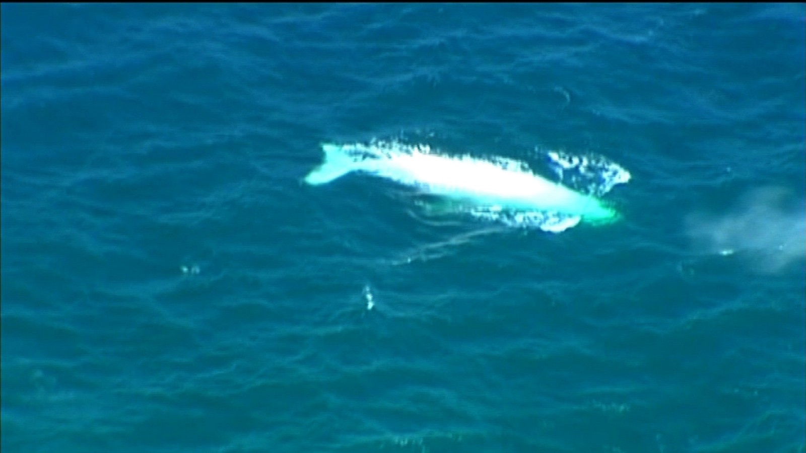 Migaloo La Mítica Ballena Blanca De Australia Reaparece Cnn Video